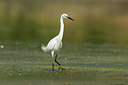 BUITEN BEELD Foto: 235094