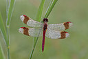 BUITEN BEELD Foto: 235114