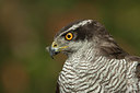 BUITEN BEELD Foto: 235126