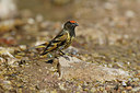 BUITEN BEELD Foto: 235158