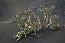 BUITEN BEELD Foto: 235195