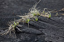 BUITEN BEELD Foto: 235196