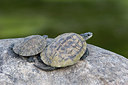 BUITEN BEELD Foto: 235208