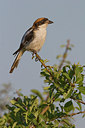BUITEN BEELD Foto: 235209