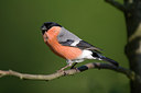 BUITEN BEELD Foto: 235210