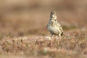 BUITEN BEELD Foto: 235219