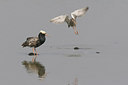 BUITEN BEELD Foto: 235228
