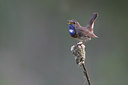 BUITEN BEELD Foto: 235234