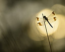 BUITEN BEELD Foto: 235283