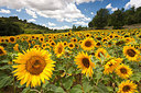 BUITEN BEELD Foto: 235391