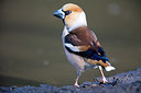 BUITEN BEELD Foto: 235412