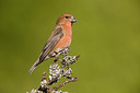 BUITEN BEELD Foto: 235423
