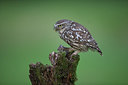 BUITEN BEELD Foto: 235439