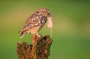 BUITEN BEELD Foto: 235440