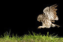 BUITEN BEELD Foto: 235443