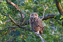 BUITEN BEELD Foto: 235454