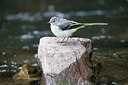 BUITEN BEELD Foto: 235459