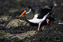 BUITEN BEELD Foto: 235481