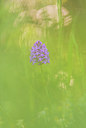 BUITEN BEELD Foto: 235601