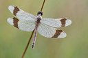 BUITEN BEELD Foto: 235628
