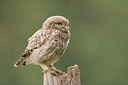 BUITEN BEELD Foto: 235638