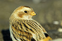 BUITEN BEELD Foto: 235735