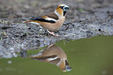 BUITEN BEELD Foto: 235824