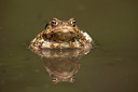 BUITEN BEELD Foto: 235826
