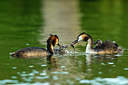 BUITEN BEELD Foto: 235881