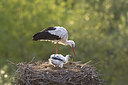 BUITEN BEELD Foto: 235887