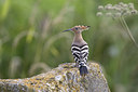 BUITEN BEELD Foto: 235895