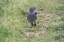 BUITEN BEELD Foto: 235913