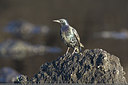BUITEN BEELD Foto: 235923