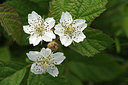 BUITEN BEELD Foto: 236021