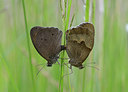 BUITEN BEELD Foto: 236035