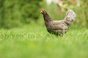 BUITEN BEELD Foto: 236043