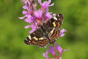 BUITEN BEELD Foto: 236082