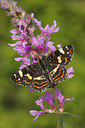 BUITEN BEELD Foto: 236083