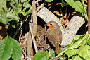 BUITEN BEELD Foto: 236086