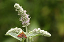 BUITEN BEELD Foto: 236094