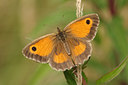 BUITEN BEELD Foto: 236101