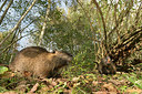 BUITEN BEELD Foto: 236167