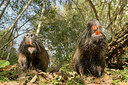 BUITEN BEELD Foto: 236190