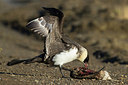 BUITEN BEELD Foto: 236211