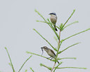 BUITEN BEELD Foto: 236232