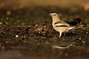 BUITEN BEELD Foto: 236258