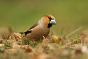 BUITEN BEELD Foto: 236263