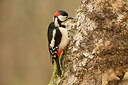 BUITEN BEELD Foto: 236268