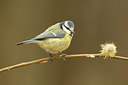 BUITEN BEELD Foto: 236269