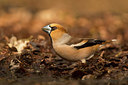 BUITEN BEELD Foto: 236272